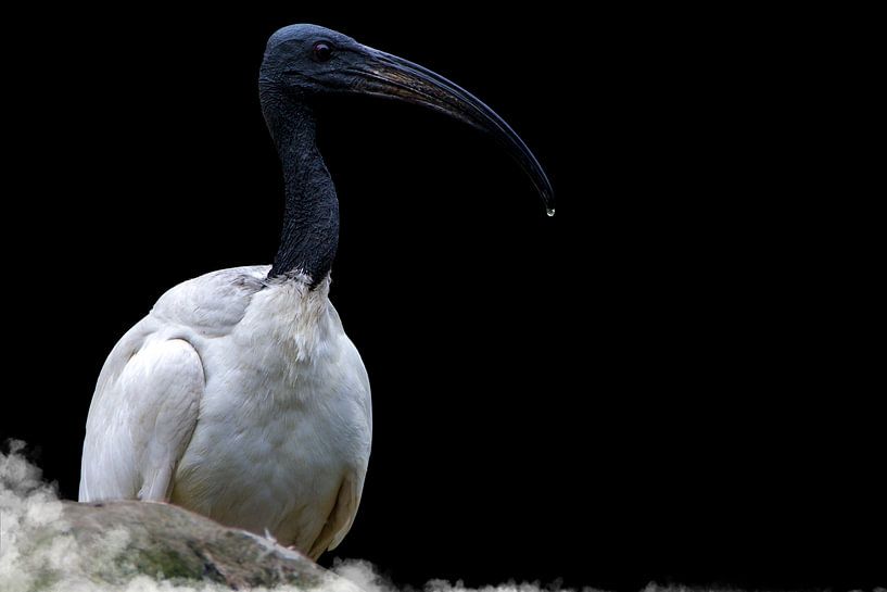 Foto Zwartkop Ibis van Guido Heijnen