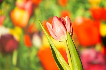 Voorjaar oranje tulp