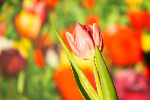 Voorjaar oranje tulp