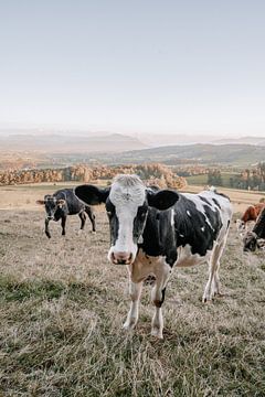 Lieve koe met Allgäuer bergen op de achtergrond van Leo Schindzielorz