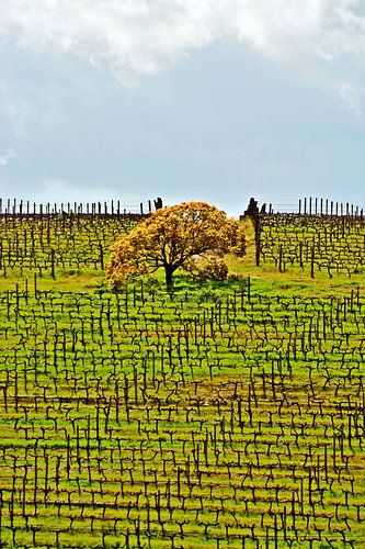 ein Baum mit gelben Blättern in einem Weinberg