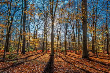 Herbst Wald von Remko Ongersma