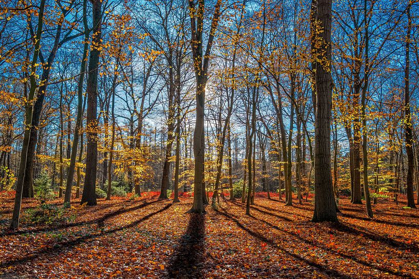 Herfstbos van Remko Ongersma