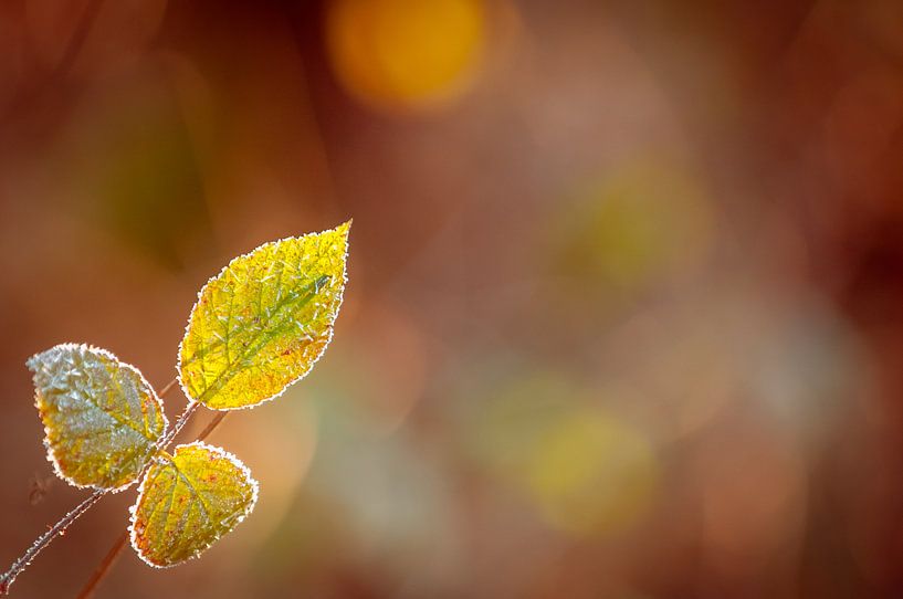 Een blad in het najaar by Yajie Wang-Campagne
