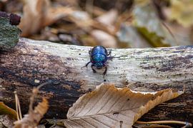 Dung beetle by Hans Monasso
