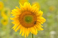 Zonnebloem