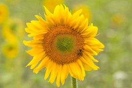 Tournesol sur Marco Liberto