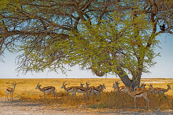 Small herd of springbok under a tree