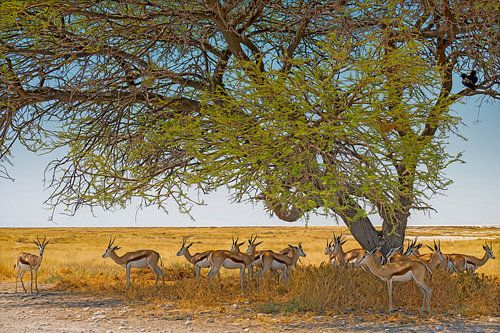 Kleine kudde springbokken onder een boom