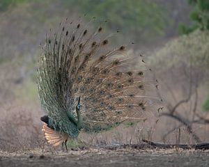 Grüner Pfau im Baluran-Nationalpark