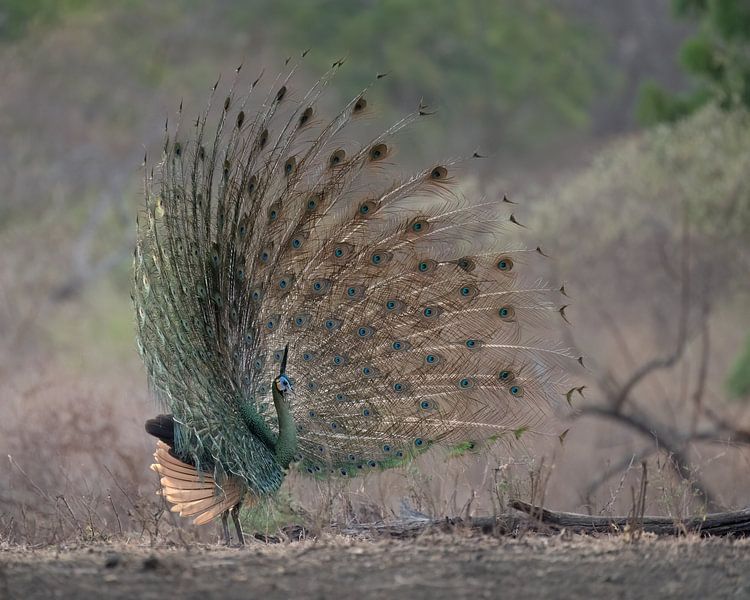 Groene Pauw in Baluran Nationaal Park van Anges van der Logt