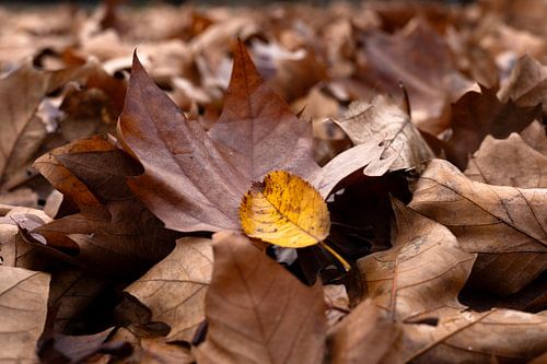 Autumn - colours that whisper