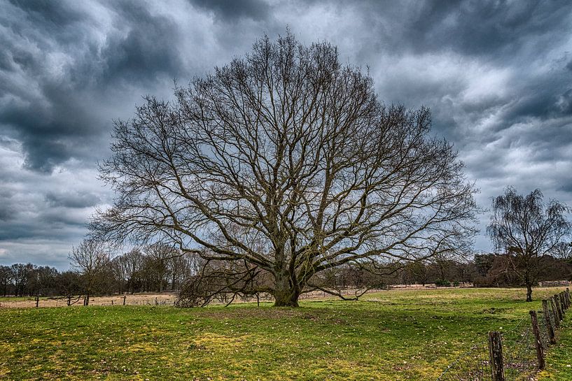 The Old Oak by arie oversier