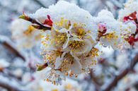 Lente bloeit verrast door onverwachte sneeuw van saeid foruzandeh thumbnail