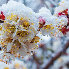 Lente bloeit verrast door onverwachte sneeuw van saeid foruzandeh