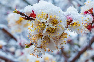 Lente bloeit verrast door onverwachte sneeuw van saeid foruzandeh