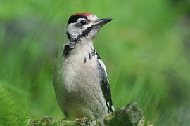 Buntspecht auf der Lauer