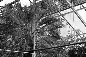 Botanisch 1