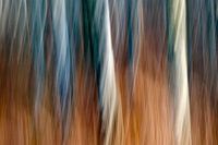 berkenbomen abstract