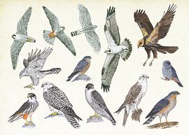 Raubvögel von Jasper de Ruiter