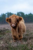Schotse hooglander kalfje komt even kijken