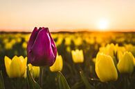 Tulips by rosstek ® thumbnail