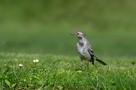 White wagtail in the grass by Petra Vastenburg