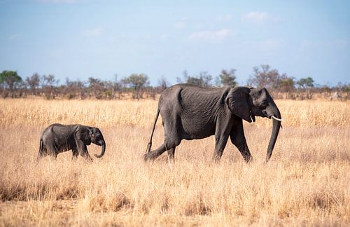 Olifanten (Loxodonta Africana) in Hwange National Park.