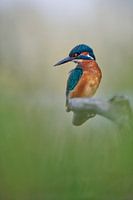 Martin-pêcheur dans la lumière douce du matin avec une atmosphère de rêve