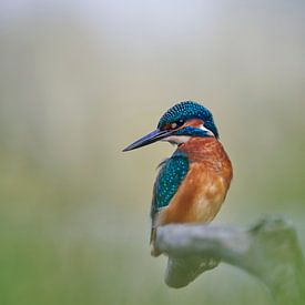 Kingfisher in soft morning light with a dreamy atmosphere by IJsvogels.nl - Corné van Oosterhout
