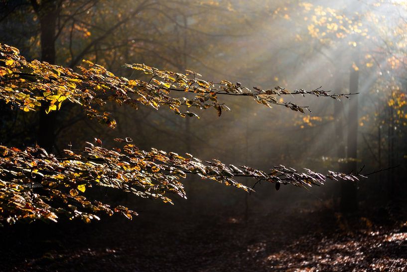 Speulderbos von Jeroen Linnenkamp