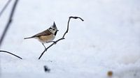 Crested tit in the snow von Mark Zanderink Miniaturansicht