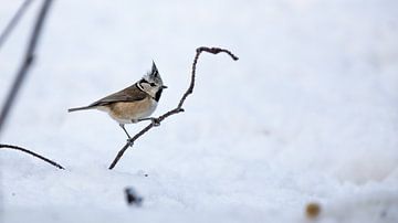 Crested tit in the snow