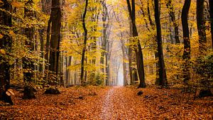 Dream of autumn by Tvurk Photography