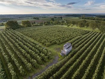 Borgloon (Haspengouw) - Obstgärten bei Sonnenaufgang