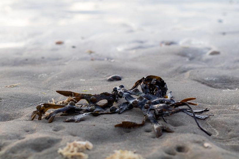 Seaweed by Evelyne Renske