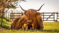 Highlander
