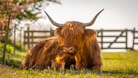 Highlander von Richard van der Zwan