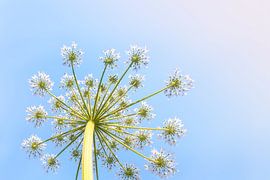 Berce du Caucase 6 sur 9 sur Adelheid Smitt