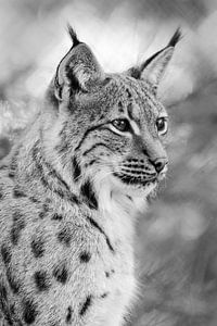 Portrait d'un lynx sur Elles Rijsdijk
