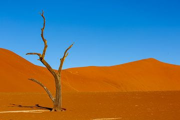 Dode bomen in Deadvlei, Namibië van Fototante