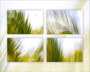 Vent et palmiers