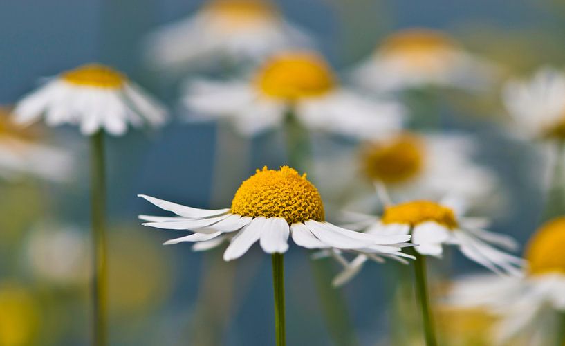 Es ist wieder Frühling... von Dennis Langerak