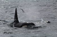 Killer whale (Iceland)