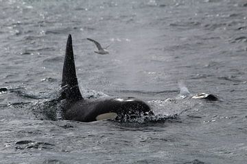 Killer whale (Iceland) by Berg Photostore