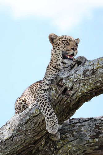 Die Schönheit der Serengeti von Lissy Hanrats