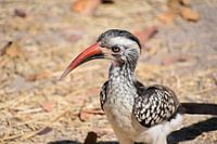 Bird in Africa