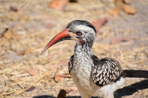 Bird in Africa