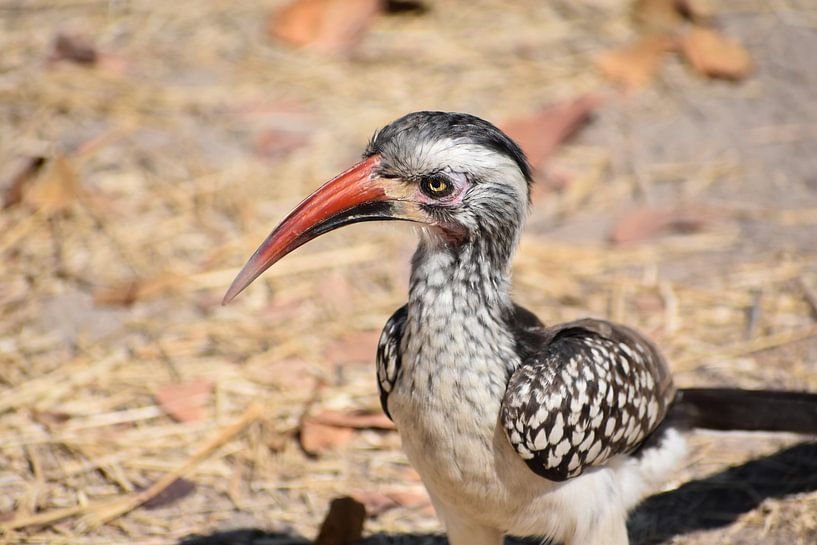 Vogel in Afrika von Tim Reginald Velten