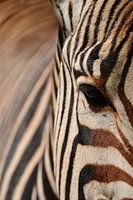 Zebra close-up dier detail oogcontact Afrika abstract patronen